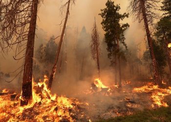 ক্যালিফোর্নিয়া