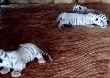 রাজ-পরীর ঘরে এল নতুন চার অতিথি