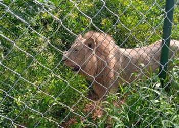 সিংহের খাঁচায় লাফ, অতঃপর…