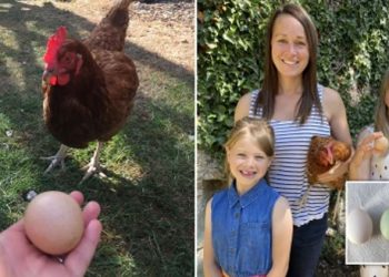 ৫০ হাজার টাকায় বিক্রি মুরগির ডিম!