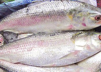 ডিমওয়ালা ইলিশ চেনার উপায়