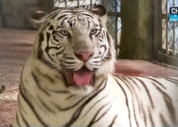 জনসমক্ষে চট্টগ্রামের বিরল ৪ সাদা বাঘ/ভিডিও