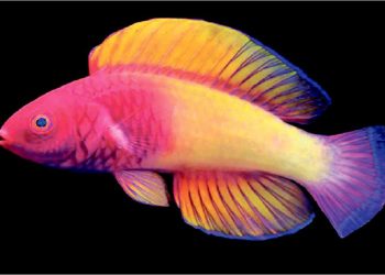 মালদ্বীপের সাগরতলে ‘গোলাপি রূপকথা’