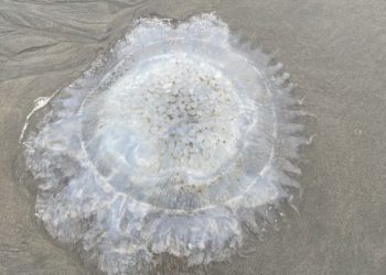 অসংখ্য মরা জেলিফিশ ভেসে আসছে কক্সবাজার সৈকতে