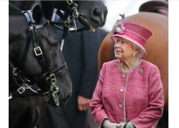 নিলামে বিক্রি রানীর ১৪ ঘোড়া