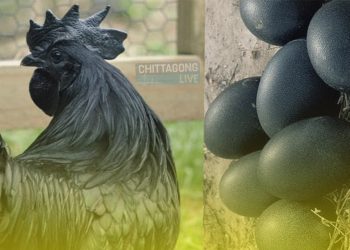 যে মুরগির একটি ডিম কিনতে গুনতে হবে ১৬শ’ টাকা