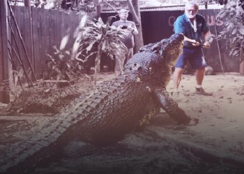 বন্দিদশায় থাকা বিশ্বের বৃহত্তম কুমিরের মৃত্যু