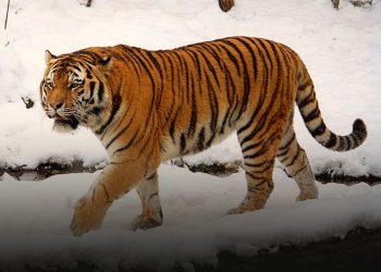 সঙ্গীকে খুঁজে পেতে বাঘ পাড়ি দিল ২০০ কিলোমিটার