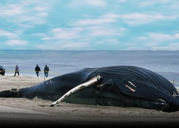 নীল তিমিরা কেন আত্মহত্যা করে?