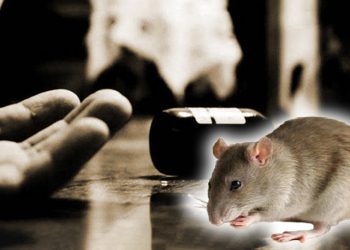 ইঁদুর মারার বিষে সত্যিই কি মানুষ মারা যায়?