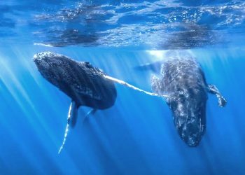 প্রেমের টানে মানুষের রেকর্ডকে হার মানিয়েছে তিমি