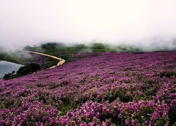 যে ফুল এক যুগে ফোটে একবার!