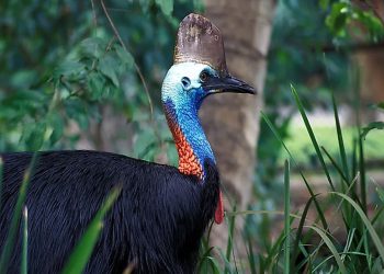 বিশ্বের সবচেয়ে ‘বিপজ্জনক পাখি’, হত্যা করতে পারে মানুষকেও