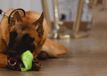 পোষা কুকুরের গুলিতে আহত হলেন মালিক