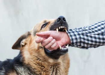 অবহেলা করলেই আক্রান্ত হবেন র‌্যাবিস ভাইরাসে