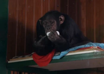 মানুষের মতো আচরণ করছে চিড়িয়াখানার শিম্পাঞ্জি!