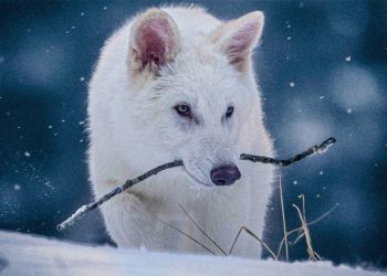১২ হাজার বছর আগে বিলুপ্ত ‘ডায়ার নেকড়ে’ কীভাবে ফিরে এলো?