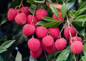 লিচু খাওয়া কি সত্যিই শরীরের জন্য ভালো? যা বলছেন বিশেষজ্ঞরা