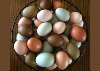 মুরগির ডিমের রং বিভিন্ন হয় কেন?
