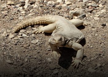 সৌদির পুরুষদের কাছে সান্ডার তেল কেন স্বর্ণের চেয়েও দামী?
