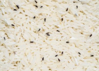 চালের পোকা দূর করুন ঘরোয়া ৫ উপায়ে