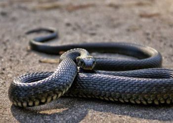 সাপে কামড়ালে কোনোভাবেই এই ভুলগুলো করবেন না