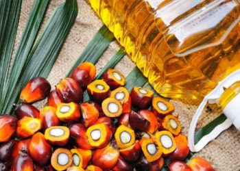 পাম অয়েল কতটা স্বাস্থ্যকর?