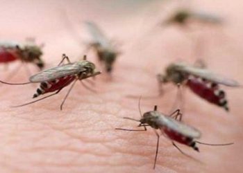 বিশ্ব মশা দিবস আজ