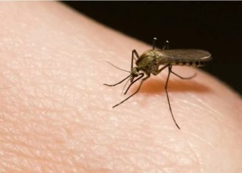 মশা মারলে কি নামাজ ভেঙে যাবে?