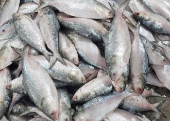 ইলিশে মেলে যেসব উপকারিতা