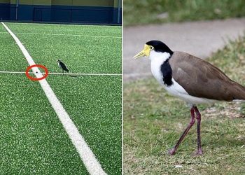 পাখি মাঠে ডিম পাড়ায় এক মাসের জন্য স্টেডিয়াম বন্ধ হলো অস্ট্রেলিয়ায়