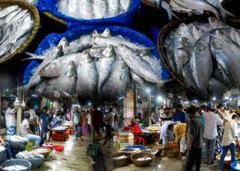 ইলিশে জমজমাট চাঁদপুর বড়স্টেশন মাছবাজার