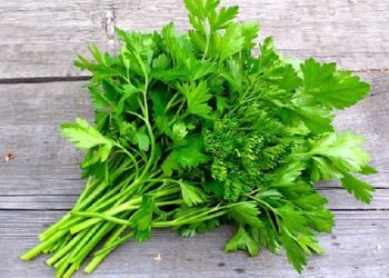 ধনেপাতা শুধু স্বাদ বাড়ায় না, আছে যেসব পুষ্টিগুণ