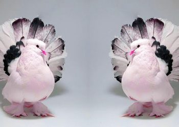 বাড়িতে কবুতর পুষলে যে রোগ হতে পারে