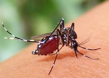 ডেঙ্গুতে আরও ৫ জনের মৃত্যু, হাসপাতালে ভর্তি ১১৪৭ জন