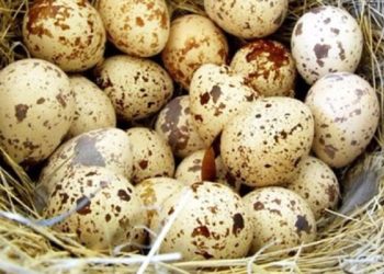 সকালে কোয়েলের ডিম খেলে পাবেন যত উপকার