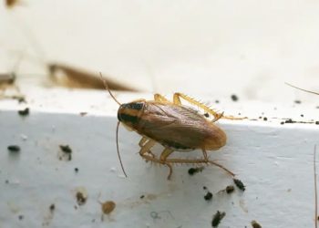 শীতে রান্নাঘরে তেলাপোকা তাড়ানোর উপায় জানুন