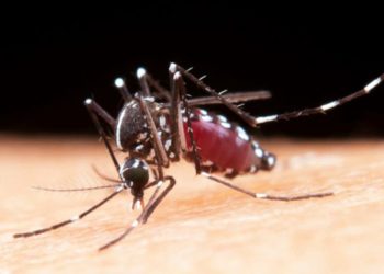 মশা কেন কিছু মানুষকে বেশি কামড়ায়?