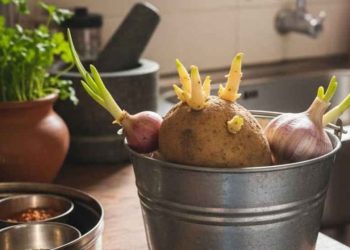 অঙ্কুরিত আলু, পেঁয়াজ ও রসুন খাওয়া কি নিরাপদ?