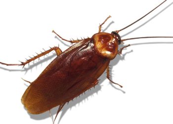 রাসায়নিক ছাড়াই ঘর থেকে তেলাপোকা দূর করার উপায় জানুন